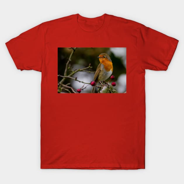 Robin Redbreast T-Shirt by Violaman